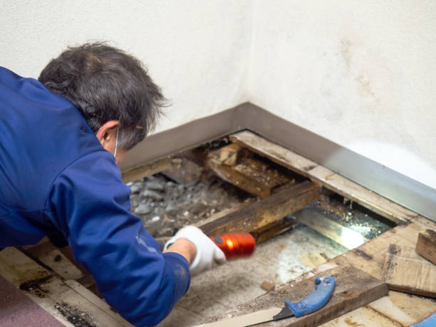 Why You Should Choose Our Mold Remediation Services in Mission Hills, KS